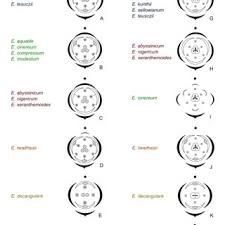 Image result for Eriocaulon abyssinicum