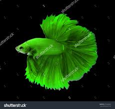 Green Siamese Fighting Fish Halfmoon Betta Fish Isolated On Black Background Betta Fish Beautiful Fish Siamese Fighting Fish