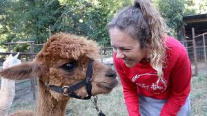 Please download one of our supported browsers. Alpaca Spit In The Face Youtube