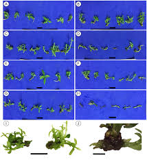 Image result for Faroa involucrata