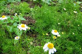 Chamomile flowers from june to august and can be found along. Five Uses For Dried Chamomile Flowers Dried Flower Craft