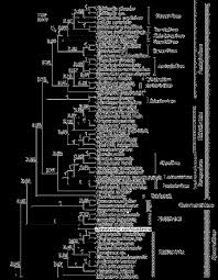 Image result for Dewevrella cochliostema