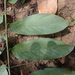 Image result for Trachyphrynium braunianum