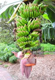Image result for Musa acuminata