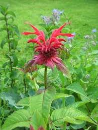 Monarda Didyma Bergamot Scarlet Beebalm Horsemint Oswego Tea Bee Balm Pfaf Plant Database Bee Balm Plants Flowers Perennials