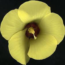 Image result for Hibiscus panduriformis