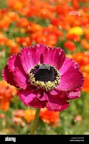 Image result for Ranunculus raeae