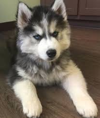 We did not find results for: Siberian Husky Puppies For Sale At Your Doorstep Home Facebook