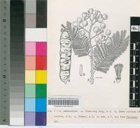 Image result for Acacia pilispina