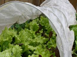 How to keep pests from garden. Preventing Pests In Your Garden 5 Strategies For Success