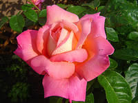 The chicago peace is a sport of the hybrid tea peace rose that was bred in france in 1935 by francis meilland. Chicago Peace Roses