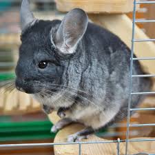 Check out our pet chinchilla selection for the very best in unique or custom, handmade pieces from our play furniture shops. What To Know About A Chinchilla Pet How To Care For A Chinchilla