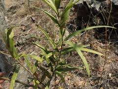 Image result for Boscia salicifolia