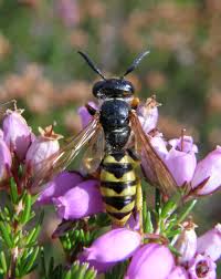 Image result for Philenoptera bussei