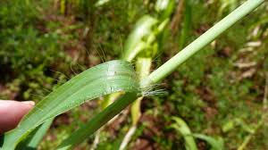 Image result for Digitaria maitlandii