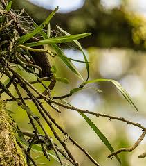 Image result for Rhipidoglossum globulosocalcaratum