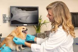 This means that patients are seen in order of medical urgency, regardless of what time they. Urgent Care Animal Hospital After Hours Vet Ahvec