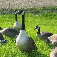 Canadian geese are a beautiful breed of bird. How To Approach Getting Rid Of Geese From Workplace The Workplace Stack Exchange