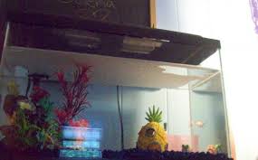 Betta Fish Bubbles On Top Of Water Vang Bettas