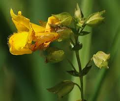 Image result for Phrymaceae