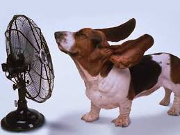 Maybe you would like to learn more about one of these? Dog Days Of Summer