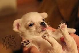 Chihuahua health care & feeding. Chihuahua Puppies Care Tips Guide Chihuahua Puppy Care Chihuahua Puppies Puppies