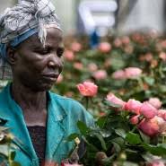 Located in karagita, lake naivasha resort offers a great lake naivasha resort. Zucht In Kenia Die Reise Der Rosen Gesellschaft Faz