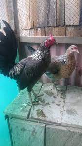 Check spelling or type a new query. Jual Produksi Ayam Pilipin Super Peru Cros Amerika Beitrage Facebook