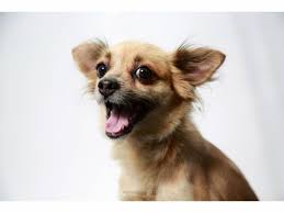 However, this means rats that you buy. Monmouth County Spca Moving All Adoption Operations To Eatontown Long Branch Nj Patch
