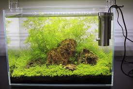 I currently keep my betta in a 10 gallon tank. 22 Easy Betta Fish Plants For Beginners The Complete Guide
