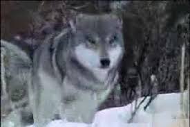 See more ideas about beautiful wolves, wolf pictures, wolf spirit. Stop Killing Wolves Living With Wolves Gif