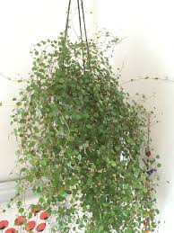 It will, however, recover from going completely dry and wilting, losing only the most dried out leaves. Angel Vine Muehlenbeckia Complexa Plants Indoor Plants Little Garden