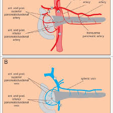 Arteries carry oxygenated blood away from the heart. Major Blood Vessels Of The Pancreas A Arteries 1 Abdominal Aorta 2 Download Scientific Diagram