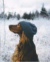 pin ot polzovatelya katya pavlova na doske dogs foto sobak kartinki s shenkami irlandskij setter
