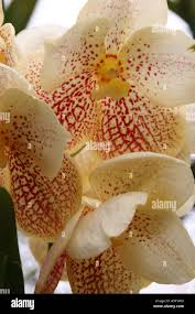 Image result for Habenaria armatissima