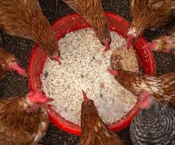 Download Poultry Feed Chart And Weight Chart Agri Farming