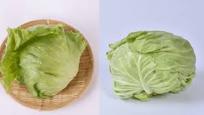 レタス キャベツ