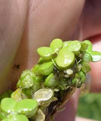 Image result for Lemna gibba