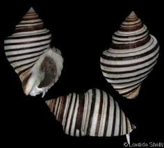 Image result for Pseudopod Ospermum