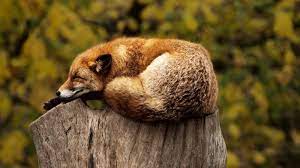 Denn auch diese tiere haben einen platz, an dem sie sich ausruhen können. Wie Tiere Schlafen 7 Betthupferl Aus Dem Wald Bluhendes Osterreich