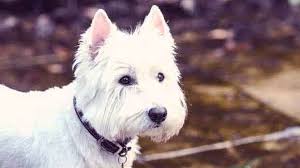 what do i feed a west highland white terrier petcarerx