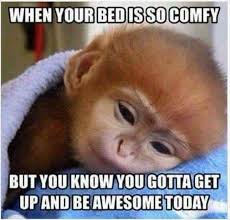 Best Funny Good Morning Memes To Start Your Day With A Smile Morning Quotes Funny Funny Morning Memes Funny Good Morning Memes