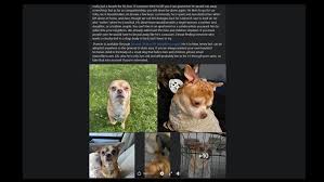 Maybe you would like to learn more about one of these? Prancer The Demonic Chihuahua Has Been Adopted Wwltv Com