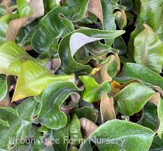 Image result for Pyrrosia