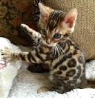 Bengal Kittens for Sale - Adoptapet