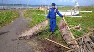 Ikan paus jenis sperma sepanjang 13 meter dengan bobot 8 ton ditemukan terdampar di perairan kepulauan seribu pada tahun 2012. Paus Sperma Kerdil Viral Di Semawang Terdampar Di Pantai Lembeng Gianyar Dagingnya Dipotong Warga Tribun Bali