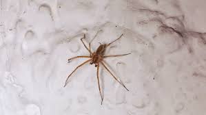 As of april 2020, the three species view was accepted by the world spider catalog. Big Spider On The White Stock Footage Video 100 Royalty Free 1018568335 Shutterstock