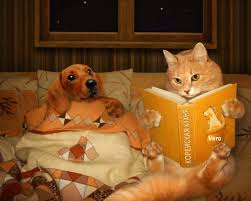 myboomerplace com a baby boomer community susseste haustiere ausgestopftes tier lustige tiere