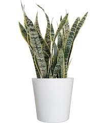 Image result for Vahadenia laurentii