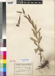 Image result for Brachythrix